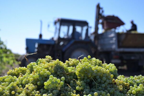 Сезон 2025. Винодельня Цимлянские вина (ВВЗ Долина Дона, Ростовская обл.)