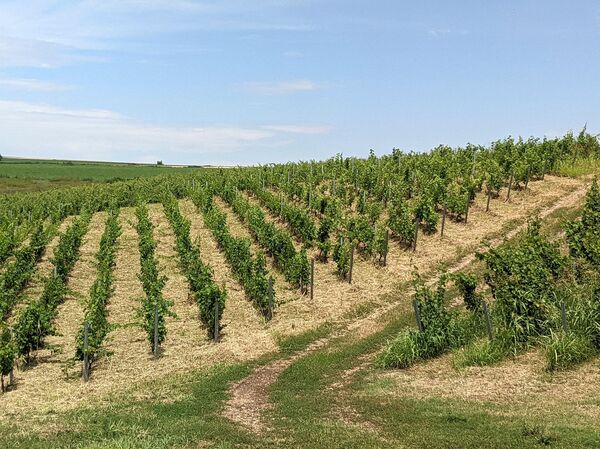 Сезон 2025. Винодельня Tempelhof Winery (ВВЗ Ставрополье, Ставропольский край)
