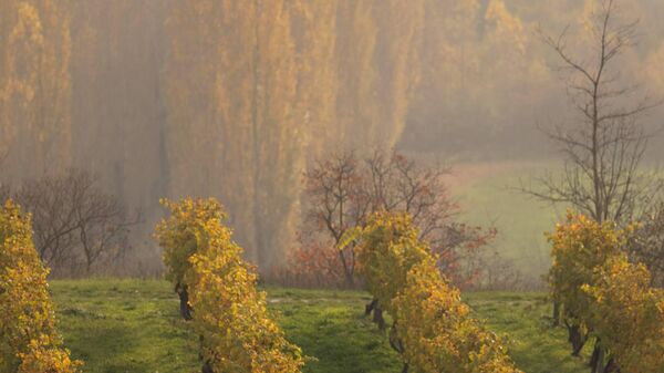 Виноградники Винного дома Бюрнье. Ноябрь, 2025. Виноградники Винного дома Бюрнье. Ноябрь, 2025.