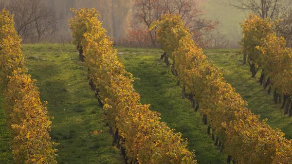 Виноградники Винного дома Бюрнье. Ноябрь, 2025.