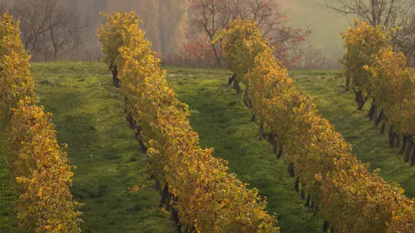 Виноградники Винного дома Бюрнье. Ноябрь, 2025.