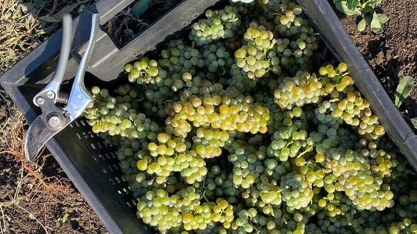 Сбор урожая на виноградниках Ferrum Winery (Ставрополье, Минеральные Воды)