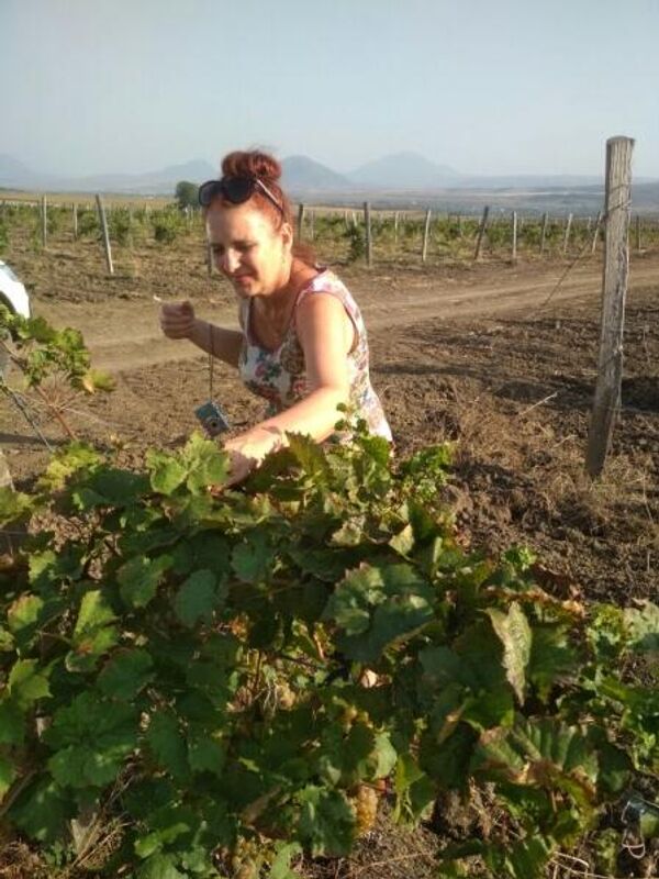 Ставропольский государственный университет. Исследование ВВЗ Ставрополье Ставропольский государственный университет. Исследование ВВЗ Ставрополье