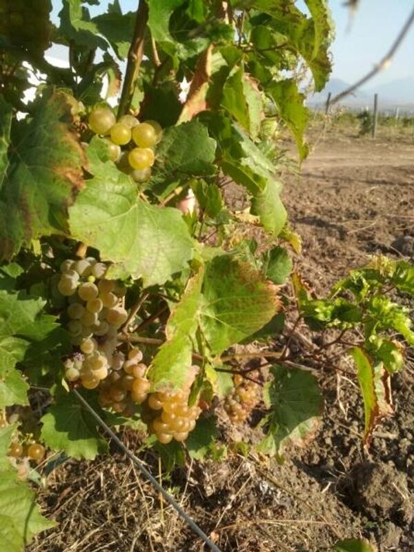 Ставропольский государственный университет. Исследование ВВЗ Ставрополье Ставропольский государственный университет. Исследование ВВЗ Ставрополье