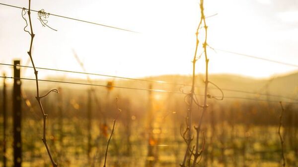 Виноградники Усадьба Дивноморское