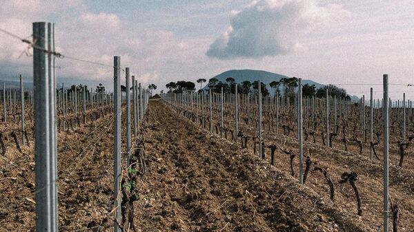 Виноградники Ай-Даниль