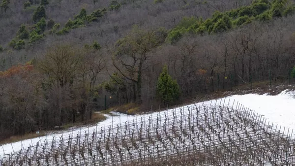 Виноградники Скалистый берег (ВВЗ Кубань, Краснодарский край)