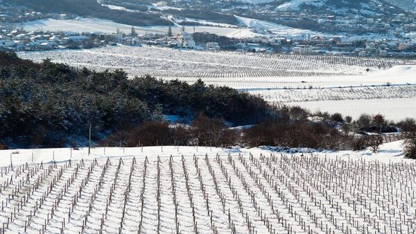 Виноградники Золотая Балка. Январь, 2026 Виноградники Золотая Балка. Январь, 2026