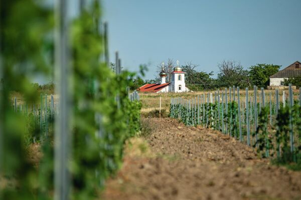 Виноградники Mons Albus