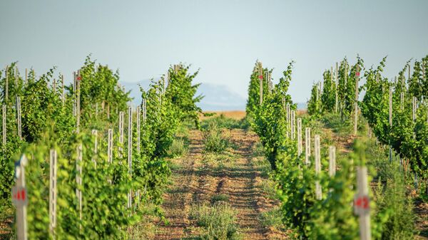 Виноградники Mons Albus