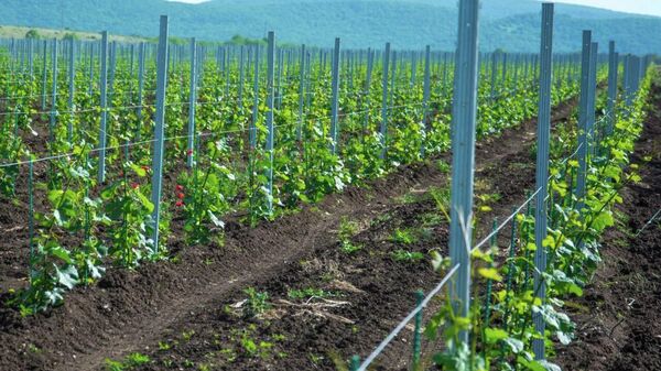 Виноградники Солнечная Долина