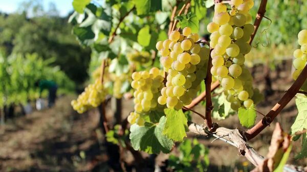 Сбор урожая на виноградниках Кубань-Вино, сентябрь, 2025