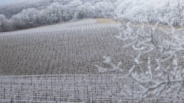 Виноградники Скалистого берега