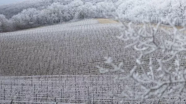 Виноградники Скалистого берега