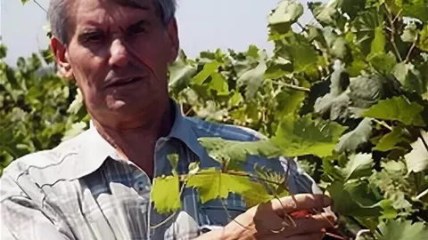 Доктор биологических наук в области виноградарства Трошин Леонид Петрович