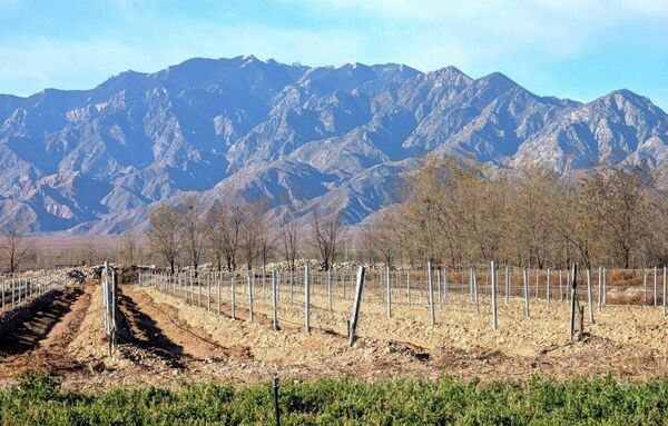 Виноградники у подножия гор Хэлань (Нинся). На зиму лозу пригибают и закапывают в почву, чтобы защитить от морозов ниже –20 °C — практика, распространённая в Нинся, Ганьсу и Синьцзяне.