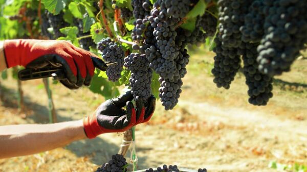 Сбор урожая ООО Агрофирма Золотая Балка