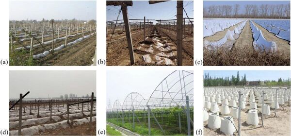 Ключевая особенность северных провинций — обязательное зимнее укрытие лозы с применением различных техник: от траншейных плугов до специализированных агрегатов.