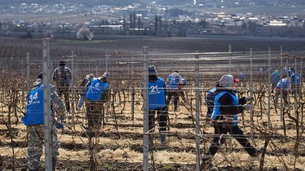 Конкурс по обрезке виноградной лозы Лоза России