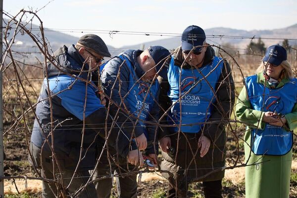 Конкурс по обрезке виноградной лозы Лоза России