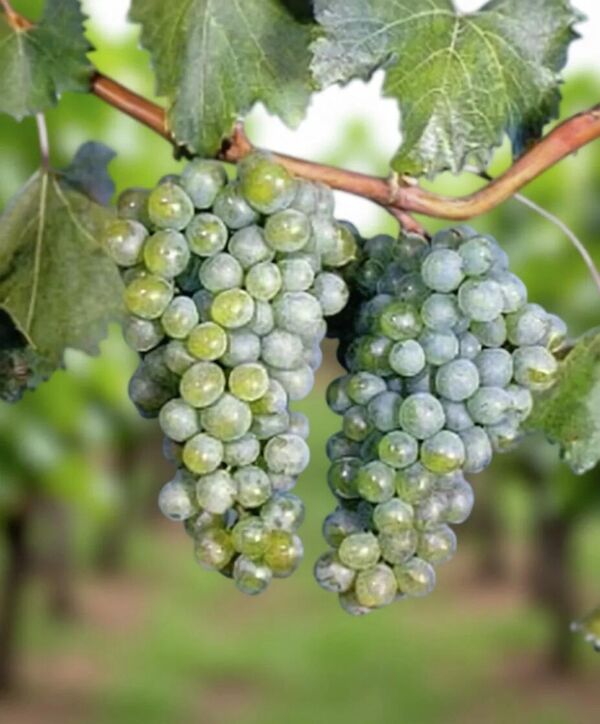 Сорт винограда Первенец Магарача