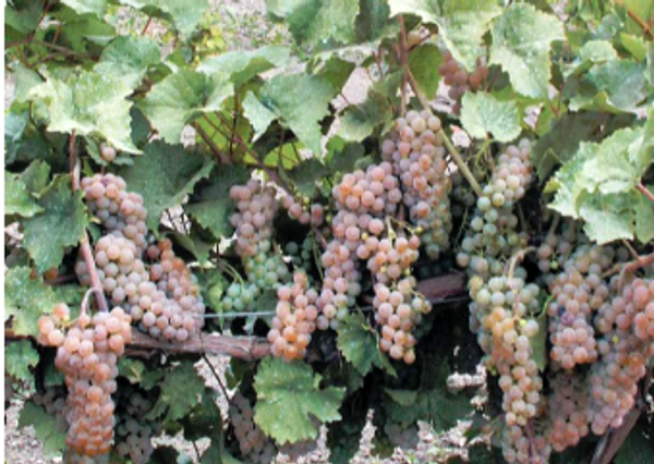 Сорт винограда Подарок Магарача в условиях Долины Дона