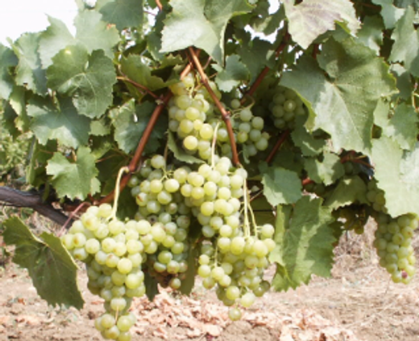 Сорт винограда Цитронный Магарача