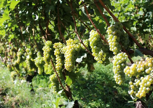 Сорт винограда Ркацители Магарача