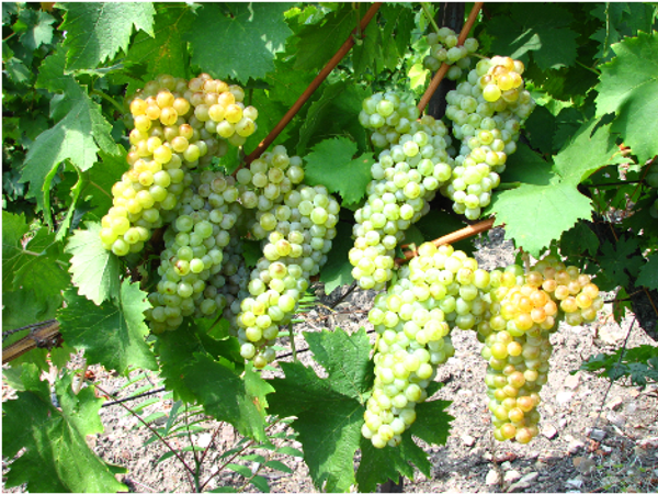 Сорт винограда Мускат Массандра