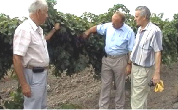 На ампелографической коллекции заведующий проблемной генетико-ампелографической лаборатории к. с.-х. н. Ильяшенко Олег Михайлович (слева), директор АЗОСВиВ к. с.-х. н. Панкин Михаил Иванович (в центре), заведующий кафедрой виноградарства КубГАУ д. б. н. профессор Трошин Леонид Петрович (справа), 2004 г.
