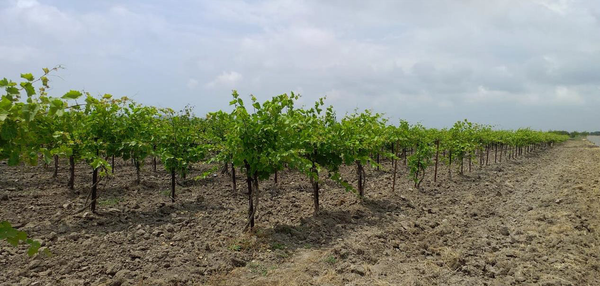 Состояние ампелоколлекции АЗОСВиВ летом 2023 г.