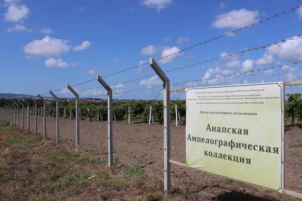 Участок Анапской Ампелографической коллекции