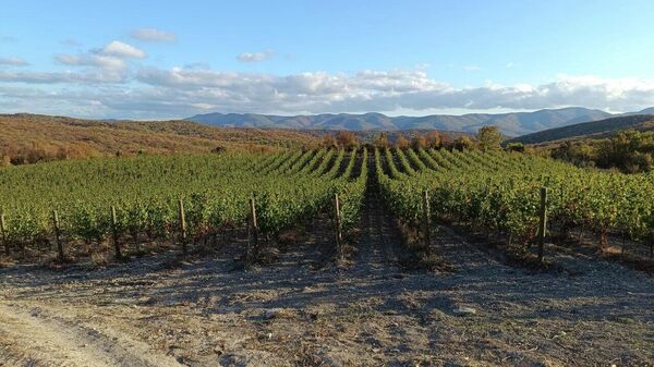 Винодельня Гай-Кодзор