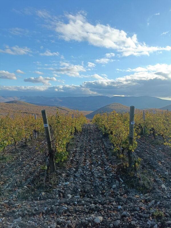 Винодельня Гай-Кодзор