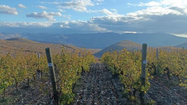 Винодельня Гай-Кодзор