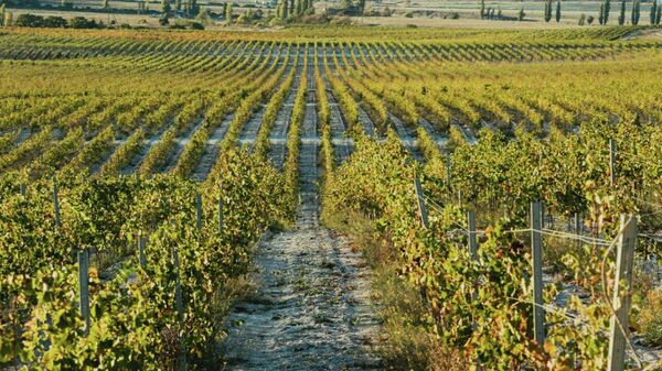 Виноградники Domaine Lipko (Крым)