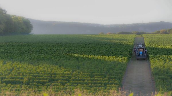 Виноградники Винодельня Криница (Краснодарский край)