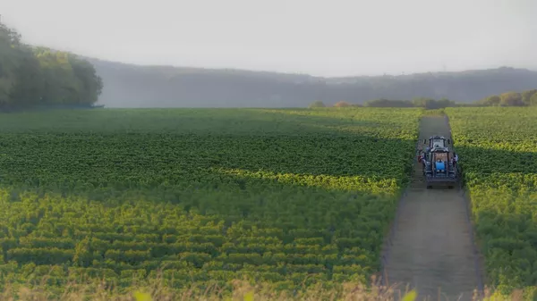 Виноградники Винодельня Криница (Краснодарский край)