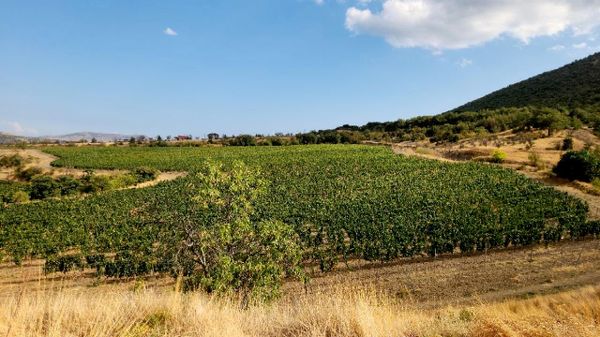 Sugdeya Winery