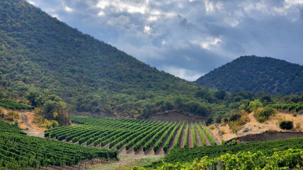 Sugdeya Winery