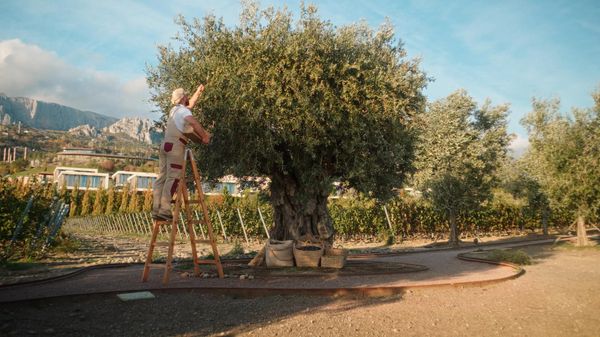 Оливковые деревья в WINEPARK