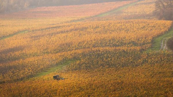 Фотоконкурс в рамках Премии Голицына. Кирилл Савостиков. Винодельня Бюрнье. Название работы - Осенний пейзаж Фотоконкурс в рамках Премии Голицына. Кирилл Савостиков. Винодельня Бюрнье. Название работы - Осенний пейзаж